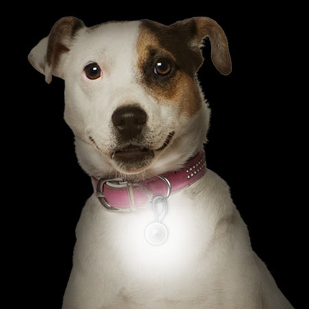 PetLit LED Collar Light