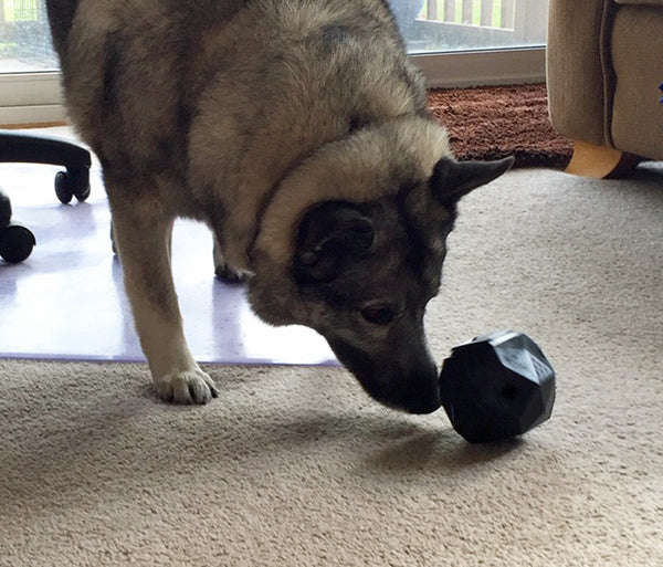 The Odin - treat dispensing toy – Fun Time Dog Shop