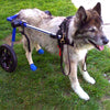 PawZ Natural Rubber Dog Boots