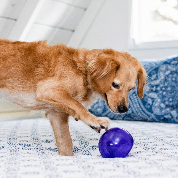 The Best Stimulating Dog Toys - Dogtime