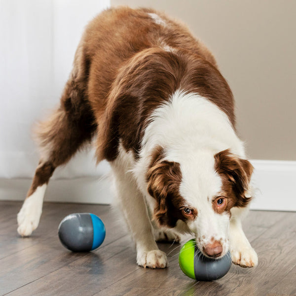 Ricochet Electronic Dog Toy