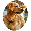 Rubit! Dog Tag Clip