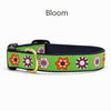 Collars & Leashes<br>Flower Collection<br>4 Patterns