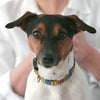 Collars & Leashes<br>Heart Collection<br>6 Patterns