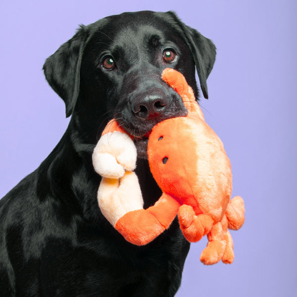 Phyllis the Crab Plush Dog Toy