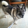 Norwegian Elkhound Collars & Leashes - SALE!