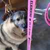 Norwegian Elkhound Collars & Leashes - SALE!